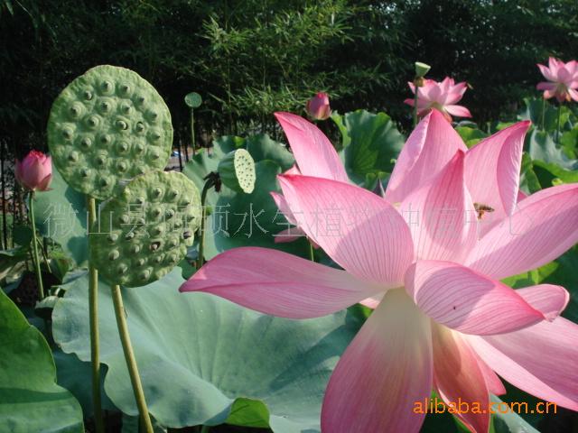 供應(yīng)微山湖雜交太空蓮