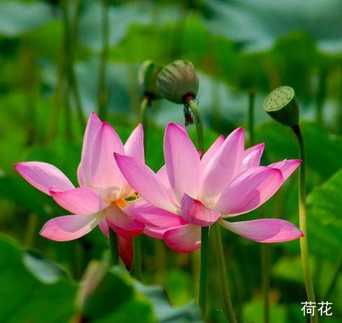 花種苗圖片/花種苗樣板圖 (2)