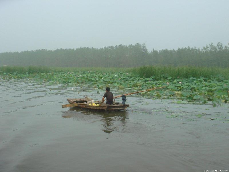 紅荷花圖片/紅荷花樣板圖 (3)