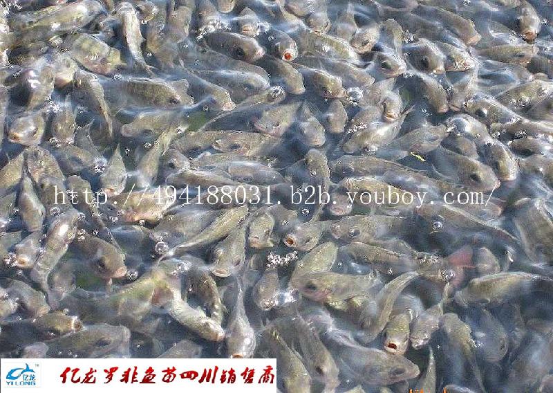羅非魚圖片/羅非魚樣板圖 (4)
