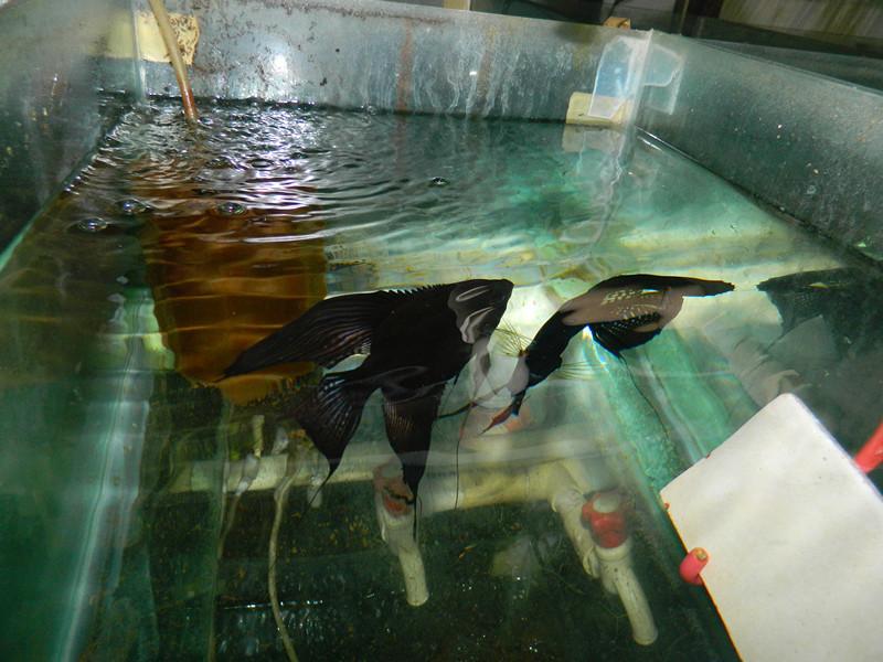 供應(yīng)批發(fā)黑裙-=、、