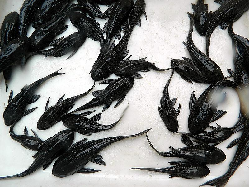 供應(yīng)觀賞魚紅劍雙尾劍=