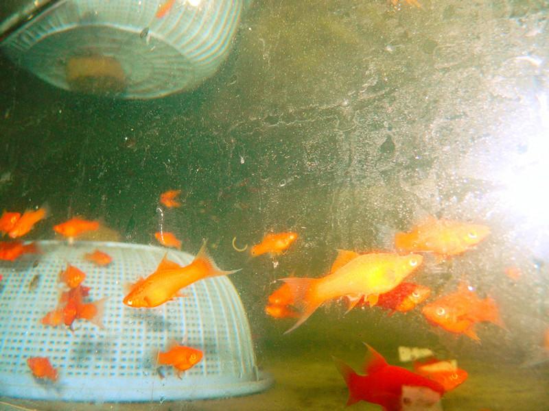 供應(yīng)紅斑馬-=、