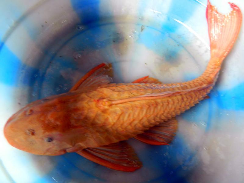 供應(yīng)觀賞魚紅劍雙尾劍=