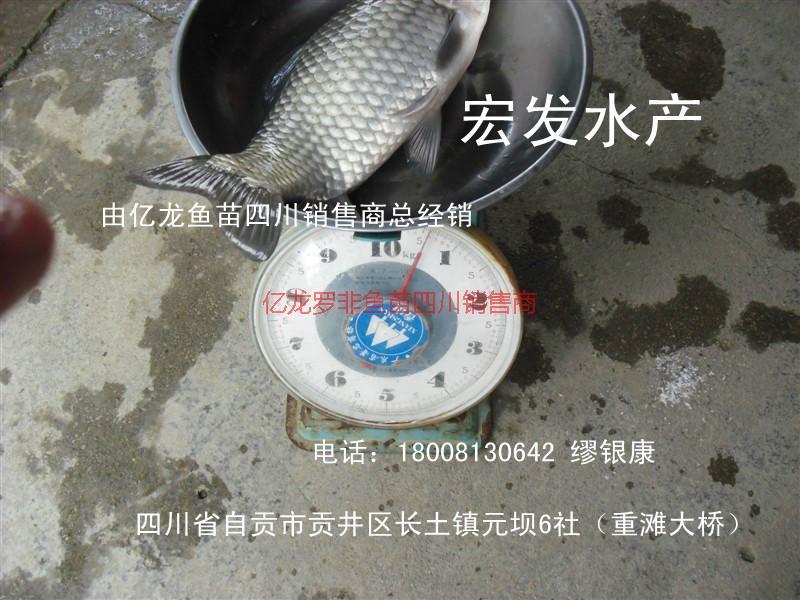 良種鯽魚宏豐2圖片