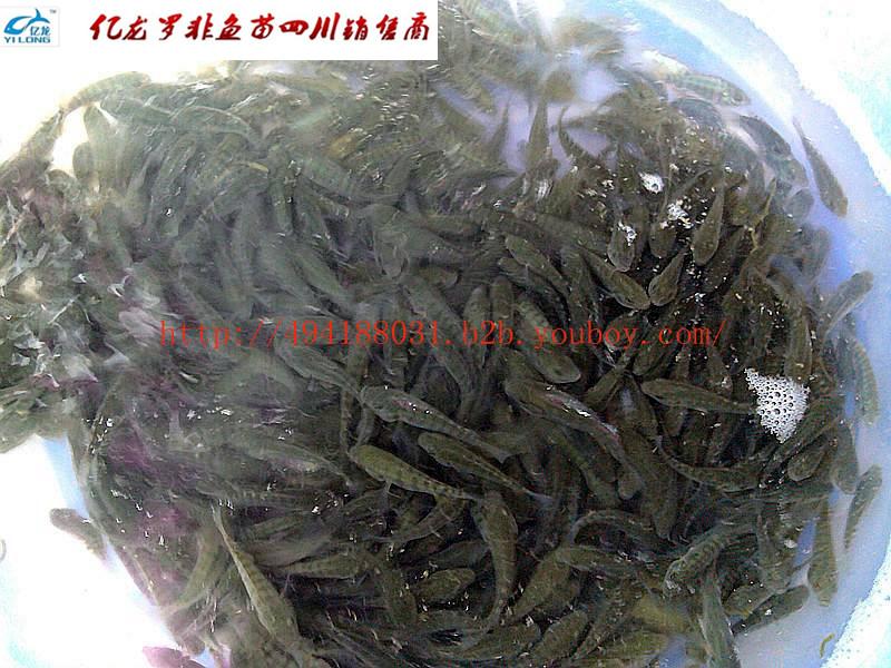 供應(yīng)四川羅非魚苗I羅非魚苗、