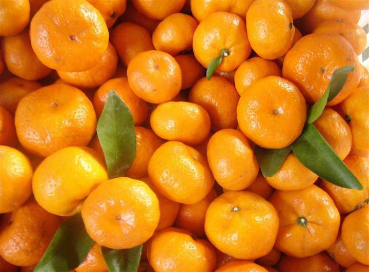 供應崇佐沙糖桔果苗