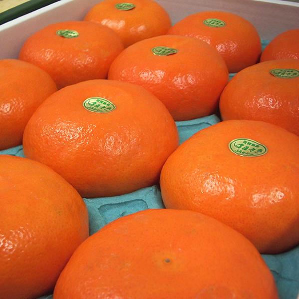 供應(yīng)W默科特種苗  W默科特種苗基地?zé)峋€電話  W默科特種苗客戶