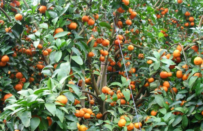 供應崇佐沙糖桔果苗