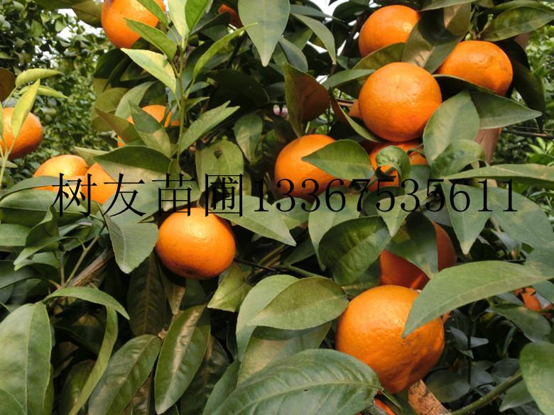 供應(yīng)重慶沃柑苗批發(fā)供應(yīng)商