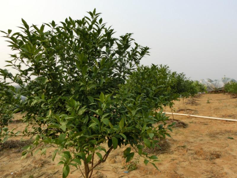 供應(yīng)沃柑果樹苗枝條，沃柑果樹苗枝條批發(fā)，沃柑果樹苗枝條價格