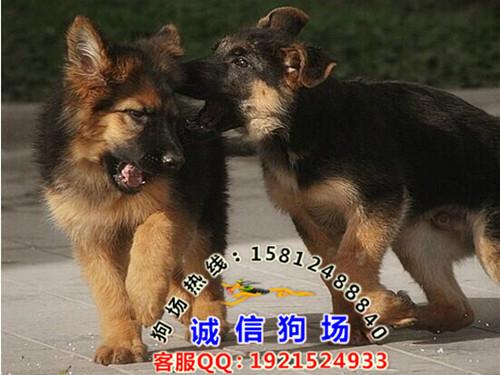 广州哪里有卖纯种的德国牧羊犬图片