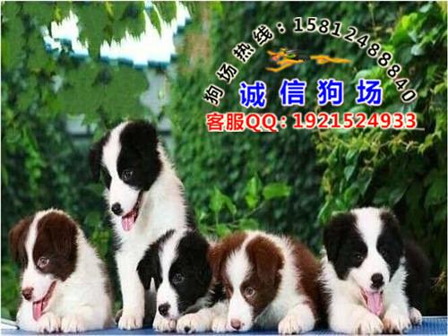 供应佛山哪里有卖边境牧羊犬 佛山什么地方有七百到位边牧犬出售