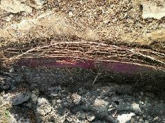 供應(yīng)紫淮山種子價格，紫淮山種子回收價格