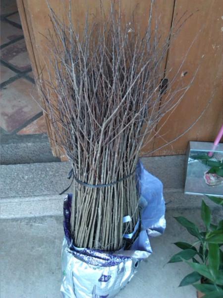 番荔枝圖片/番荔枝樣板圖 (4)