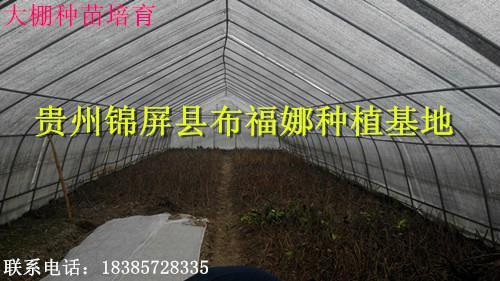 供應(yīng)懷化布福娜種苗供應(yīng)商，懷化布福娜種苗供貨商，懷化布福娜種苗價(jià)錢