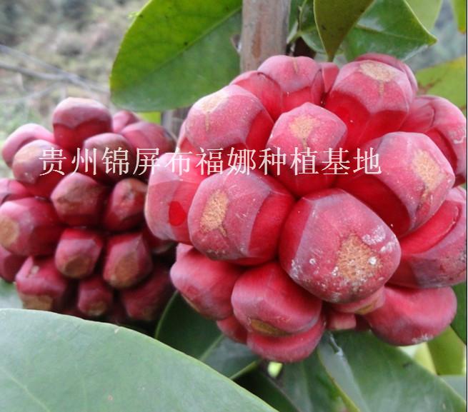 供應(yīng)云南布福娜，云南布福娜基地，云南布福娜種植，云南布福娜批發(fā)，云南布福娜種苗，
