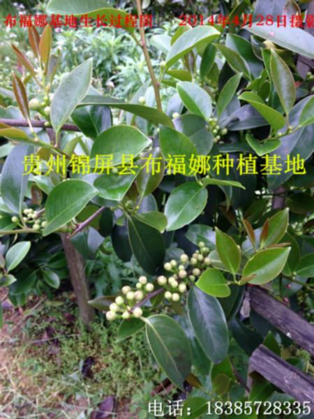 供應(yīng)昆明布福娜種苗供貨商，昆明布福娜種苗價錢，昆明布福娜種苗報價