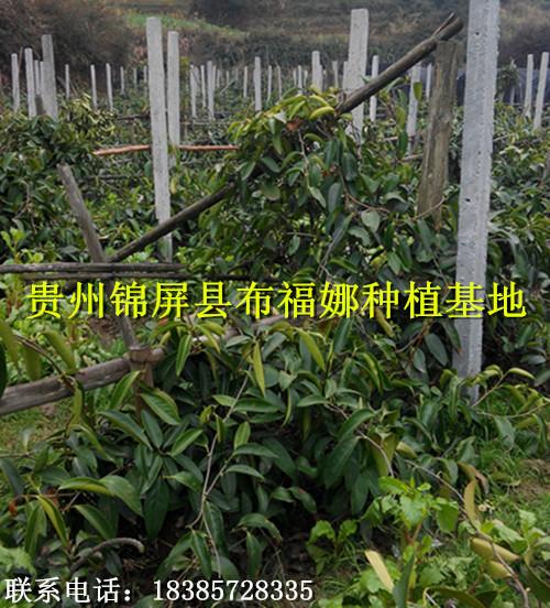 供應(yīng)昆明布福娜種苗供貨商，昆明布福娜種苗價錢，昆明布福娜種苗報價
