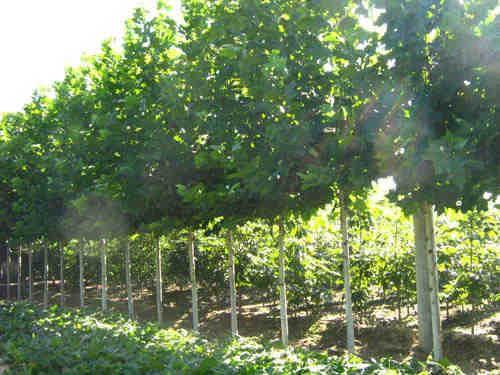 5公分速生法桐濟寧法桐基地圖片