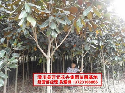 河南廣玉蘭_潢川廣玉蘭基地