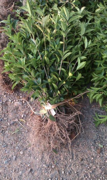 供應(yīng)廣西天竺桂小苗，廣西天竺桂小苗價(jià)格，廣西天竺桂小苗大量批發(fā)