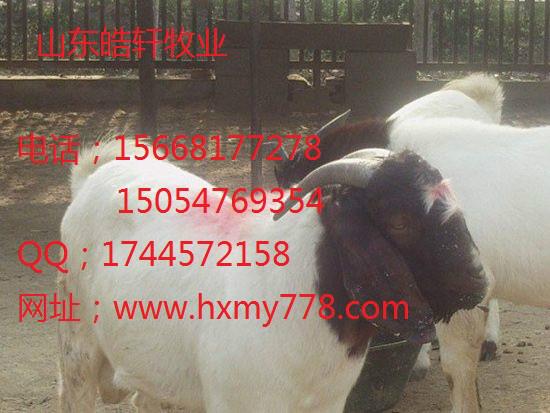 淮南市純波爾山羊小尾寒羊多少錢(qián)一圖片