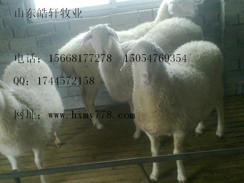 小尾寒羊*圈養(yǎng)吃什么飼料