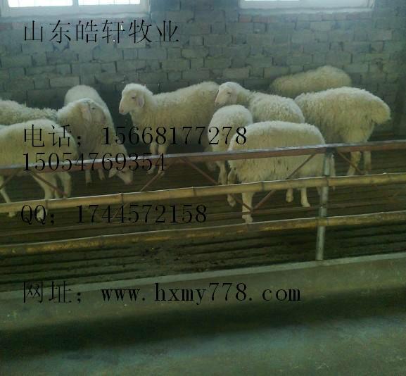 供應(yīng)良種肉牛肉牛肉驢價格多少