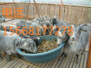 黑龍江肉羊養(yǎng)殖場(chǎng)黑山羊薩?？搜蚋岫嗌馘X一只