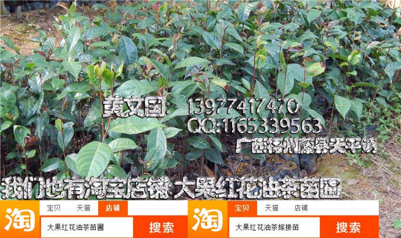 供應(yīng)紅花油茶實生苗營養(yǎng)杯A，紅花油茶實生苗營養(yǎng)杯杯苗