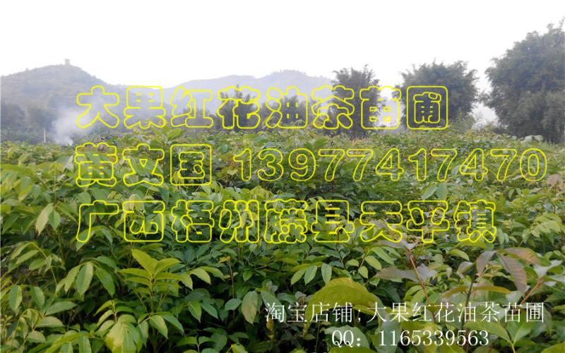 供應(yīng)黑橄欖嫁接苗批發(fā)，黑橄欖嫁接苗批發(fā)銷售