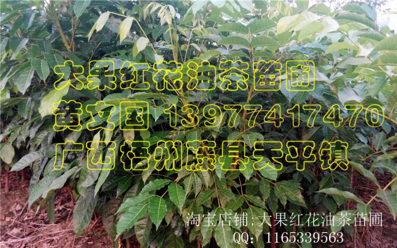 供應(yīng)黑橄欖嫁接苗批發(fā)，黑橄欖嫁接苗批發(fā)銷售