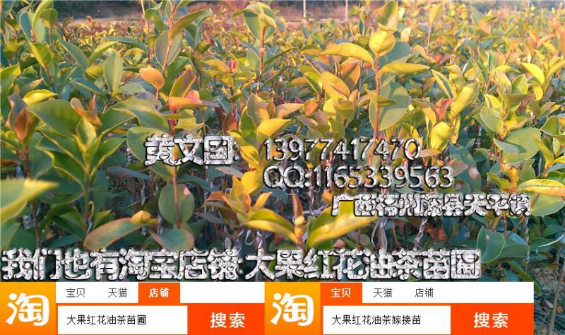 供應(yīng)岑溪軟枝油茶嫁接苗1年苗產(chǎn)量，岑溪軟枝油茶嫁接苗1年苗產(chǎn)量多少