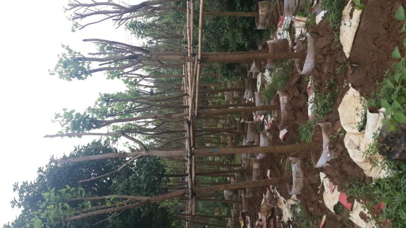 供應(yīng)柳州6-10公分宮粉紫荊批發(fā)商，柳州6-10公分宮粉紫荊批發(fā)