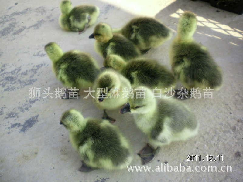 供應廣西大種麻鵝天然養(yǎng)殖基地出售，廣西大種麻鵝天然養(yǎng)殖基地批發(fā)