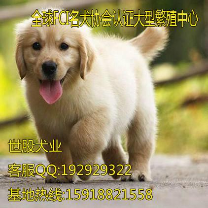 东莞哪里有卖金毛犬 东莞哪个地方有卖金毛犬