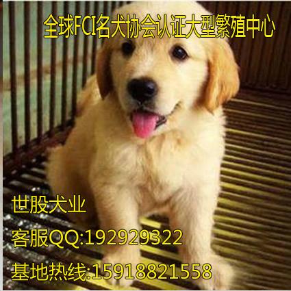 东莞金毛犬东莞哪里有卖金毛犬 东莞哪个地方有卖金毛犬