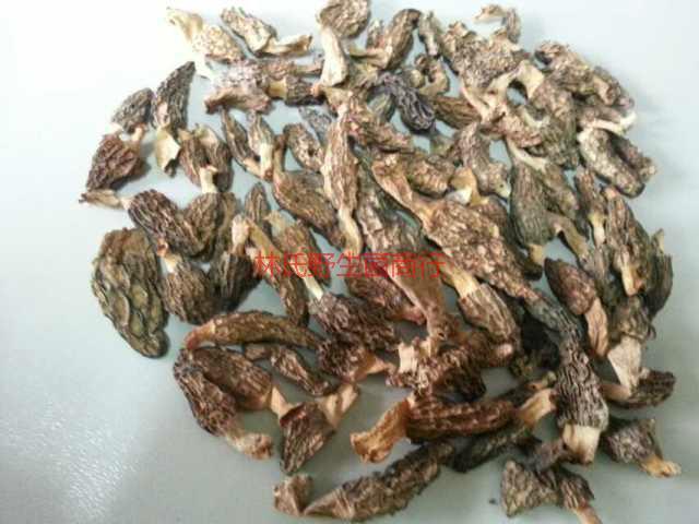 供應(yīng)樂從*菌哪里有賣