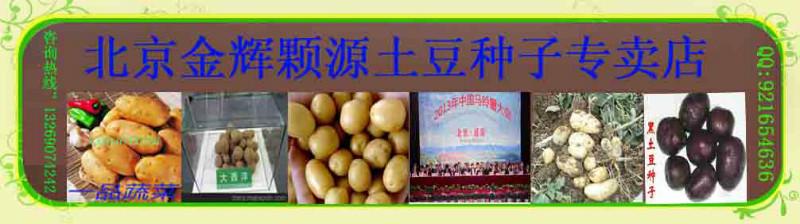 供應金輝顆源土豆種子高產土豆種子直銷廠家
