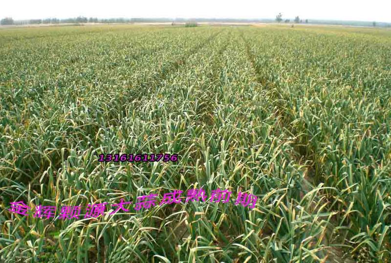 供應(yīng)云南大蒜種子北京金輝顆源種業(yè)直銷價(jià)格*種植大蒜成本分析