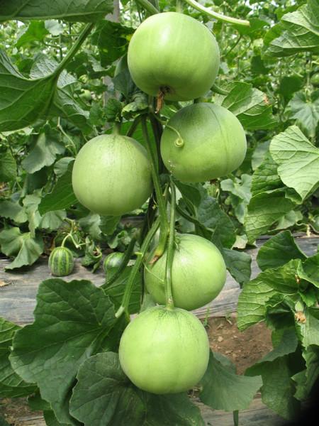 供應(yīng)碭山甜瓜西瓜馬上就要上市