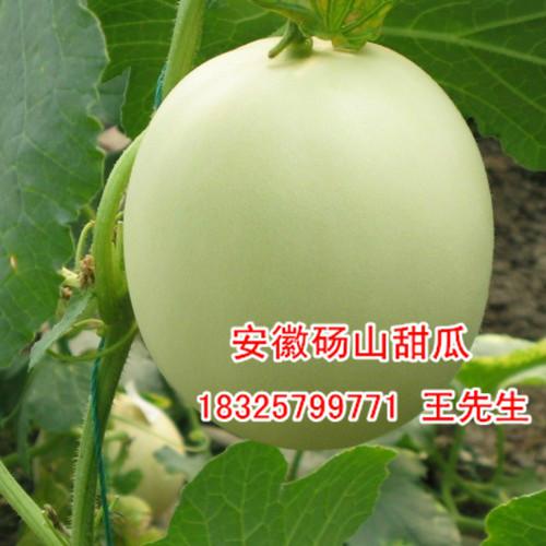 供應(yīng)碭山甜瓜西瓜馬上就要上市