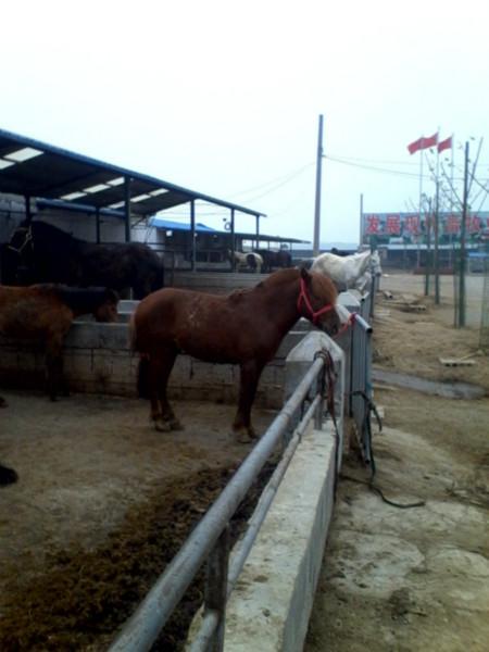 供應(yīng)哪里有賣(mài)抓兔子的狗  哪里有賣(mài)抓*的狗