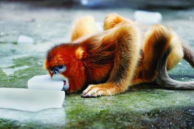 供應(yīng)昆山工廠(chǎng)降溫冰塊批發(fā)商13564982830張浦高溫防暑冰塊優(yōu)惠中