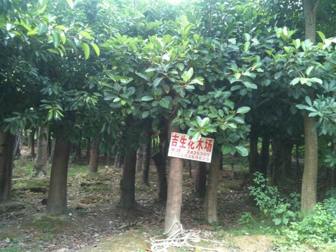 供應(yīng)羊蹄甲地苗供應(yīng)商、羊蹄甲地苗批發(fā)、羊蹄甲袋苗供應(yīng)商