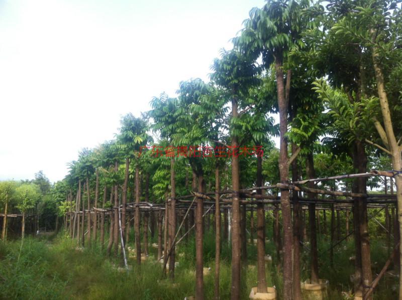 菩提榕圖片/菩提榕樣板圖 (4)