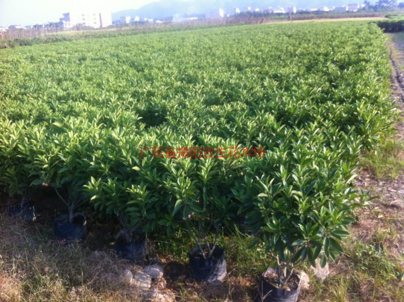 供應(yīng)普寧非洲茉莉供應(yīng)商非洲茉莉大量批發(fā)￥非洲茉莉產(chǎn)地批發(fā)
