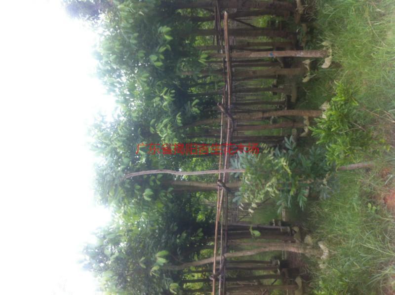 5公分菩提榕供應圖片