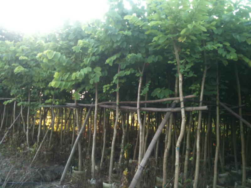 羊蹄甲產(chǎn)地批發(fā)圖片